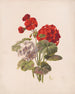Geranium nr 5 - Charles Ryan — widok dzieła