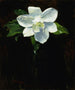 Magnolia - Charles Walter Stetson — widok dzieła
