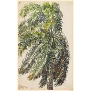 Reprodukcja obrazu Palma Real - Charles de Wolf Brownell