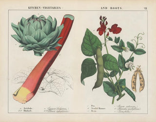 Charlotte Mary Yonge - Kitchen vegetables and roots Artichoke Rhubard Pea.webp