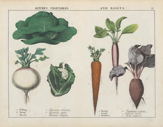 Charlotte Mary Yonge - Kitchen vegetables and roots Cabbage Turnip Brocoli.webp