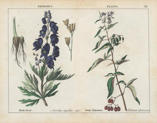 Charlotte Mary Yonge - Poisonous Plants MonksHood Woody Nightshade.webp