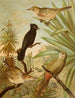 Le monde des oiseaux d'Amérique du Nord pl03 - Christian Anton Goering — widok dzieła
