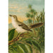 Reprodukcja obrazu Le monde des oiseaux nord-américains pl04 - Christian Anton Goering