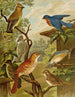 Le monde des oiseaux d'Amérique du Nord pl06 - Christian Anton Goering — widok dzieła