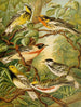 Le monde des oiseaux d'Amérique du Nord pl13 - Christian Anton Goering — widok dzieła