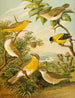 Le monde des oiseaux d'Amérique du Nord pl16 - Christian Anton Goering — widok dzieła