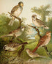 Le monde des oiseaux d'Amérique du Nord pl25 - Christian Anton Goering — widok dzieła