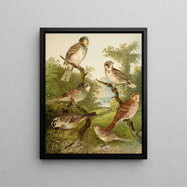 Le monde des oiseaux d'Amérique du Nord pl25 - Christian Anton Goering — oprawiony obraz na ścianie