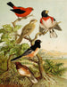 Le monde des oiseaux d'Amérique du Nord pl26 - Christian Anton Goering — widok dzieła
