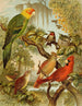 Le monde des oiseaux d'Amérique du Nord pl27 - Christian Anton Goering — widok dzieła