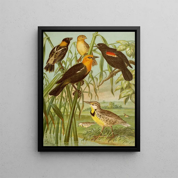 Le monde des oiseaux d'Amérique du Nord pl30 - Christian Anton Goering — oprawiony obraz na ścianie