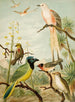 Le monde des oiseaux d'Amérique du Nord pl32 - Christian Anton Goering — widok dzieła