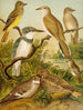 Le monde des oiseaux d'Amérique du Nord pl34 - Christian Anton Goering — widok dzieła