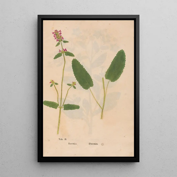 Ectypa vegetabilium Pl002 - Christian Gottlieb Ludwig — oprawiony obraz na ścianie