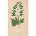 Ectypa vegetabilium Pl005 - Christian Gottlieb Ludwig — widok dzieła
