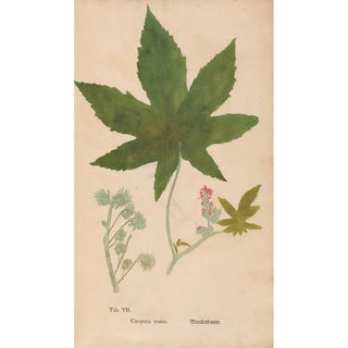 Christian Gottlieb Ludwig - Ectypa vegetabilium Pl007.webp