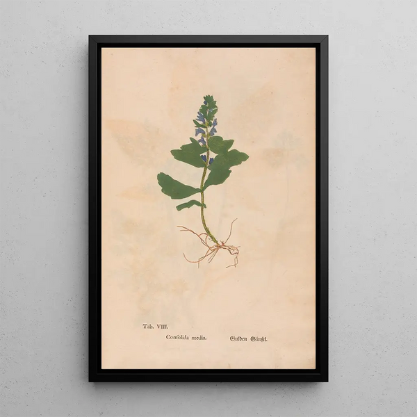 Reprodukcja obrazu Ectypa vegetabilium Pl008 - Christian Gottlieb Ludwig