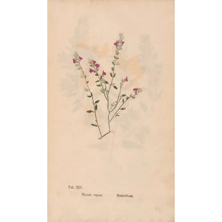 Christian Gottlieb Ludwig - Ectypa vegetabilium Pl014.webp