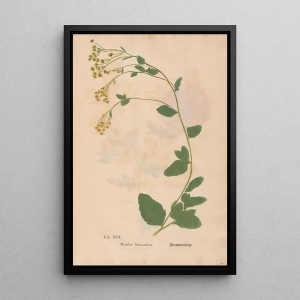 Ectypa vegetabilium Pl016 - Christian Gottlieb Ludwig — oprawiony obraz na ścianie