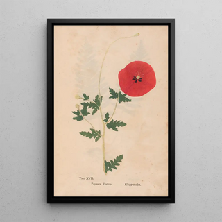 Christian Gottlieb Ludwig - Ectypa vegetabilium Pl017.webp