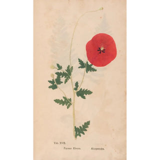 Christian Gottlieb Ludwig - Ectypa vegetabilium Pl017.webp