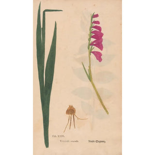 Christian Gottlieb Ludwig - Ectypa vegetabilium Pl024.webp