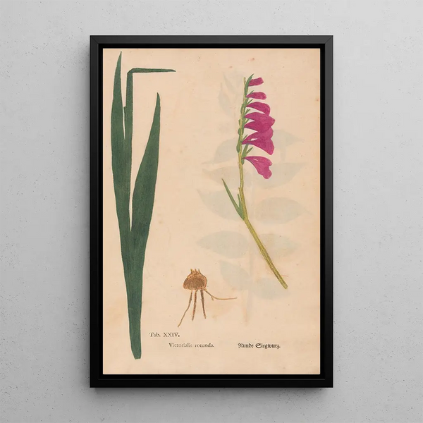 Ectypa vegetabilium Pl024 - Christian Gottlieb Ludwig — oprawiony obraz na ścianie