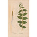 Reprodukcja obrazu Ectypa vegetabilium Pl025 - Christian Gottlieb Ludwig
