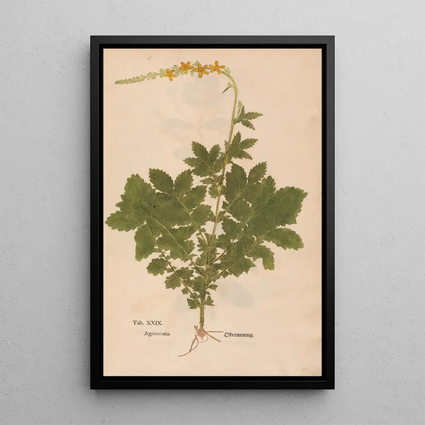 Reprodukcja obrazu Ectypa vegetabilium Pl029 - Christian Gottlieb Ludwig