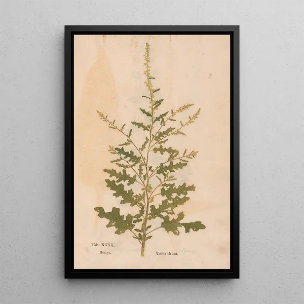 Ectypa vegetabilium Pl032 - Christian Gottlieb Ludwig — oprawiony obraz na ścianie
