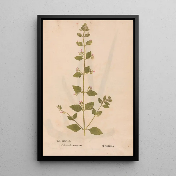 Reprodukcja obrazu Ectypa vegetabilium Pl033 - Christian Gottlieb Ludwig