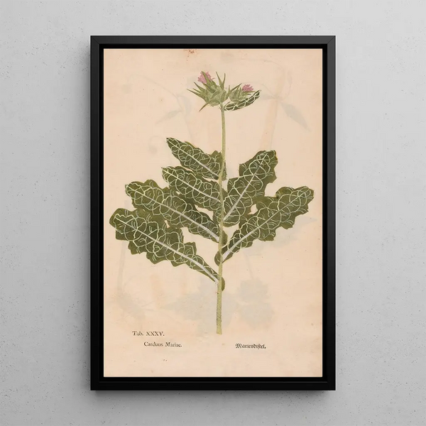 Ectypa vegetabilium Pl035 - Christian Gottlieb Ludwig — oprawiony obraz na ścianie