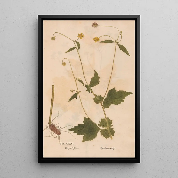 Reprodukcja obrazu Ectypa vegetabilium Pl036 - Christian Gottlieb Ludwig