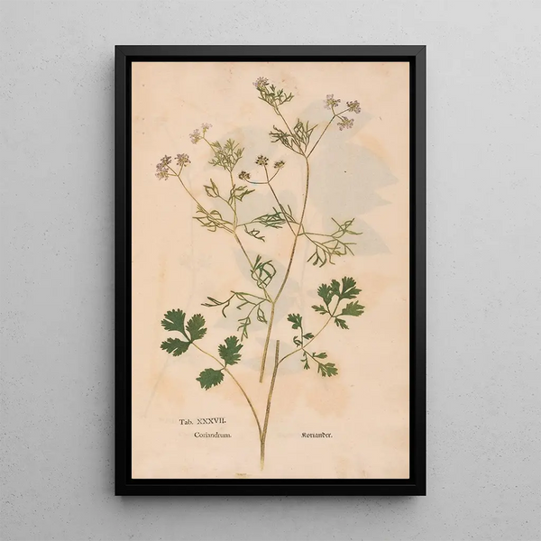 Ectypa vegetabilium Pl037 - Christian Gottlieb Ludwig — oprawiony obraz na ścianie