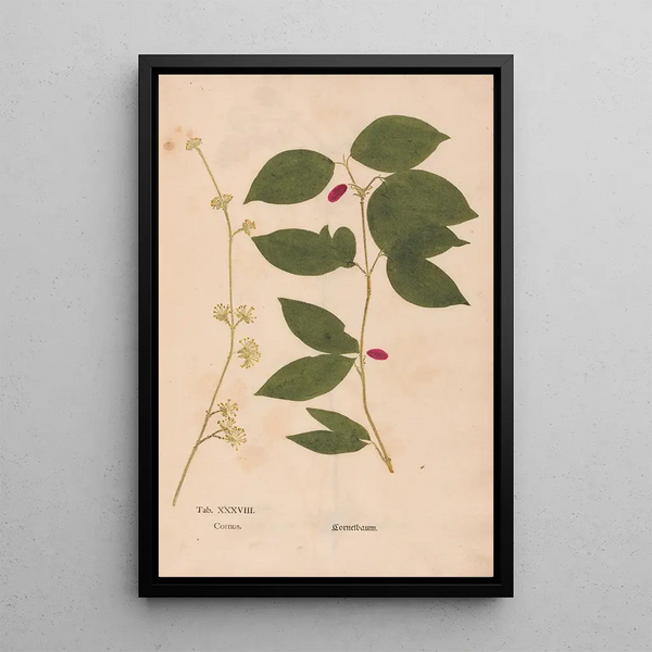 Reprodukcja obrazu Ectypa vegetabilium Pl038 - Christian Gottlieb Ludwig