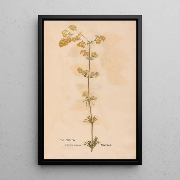 Ectypa vegetabilium Pl039 - Christian Gottlieb Ludwig — oprawiony obraz na ścianie