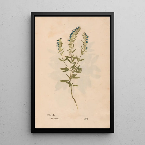 Reprodukcja obrazu Ectypa vegetabilium Pl040 - Christian Gottlieb Ludwig