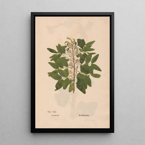 Ectypa vegetabilium Pl041 - Christian Gottlieb Ludwig — oprawiony obraz na ścianie