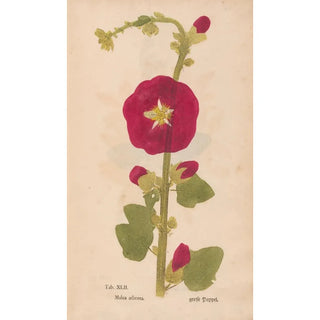 Christian Gottlieb Ludwig - Ectypa vegetabilium Pl042.webp