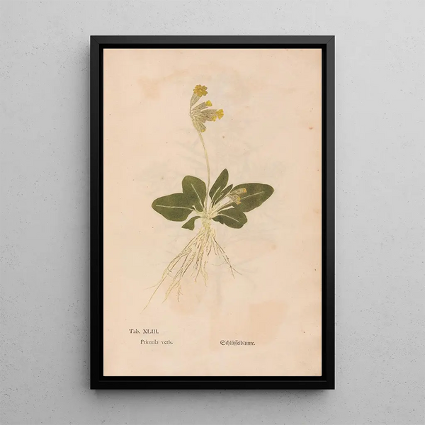 Ectypa vegetabilium Pl043 - Christian Gottlieb Ludwig — oprawiony obraz na ścianie