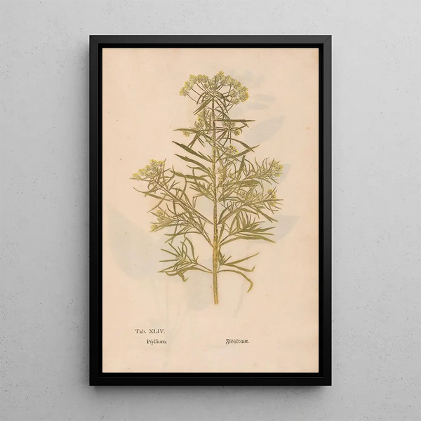 Ectypa vegetabilium Pl044 - Christian Gottlieb Ludwig — oprawiony obraz na ścianie