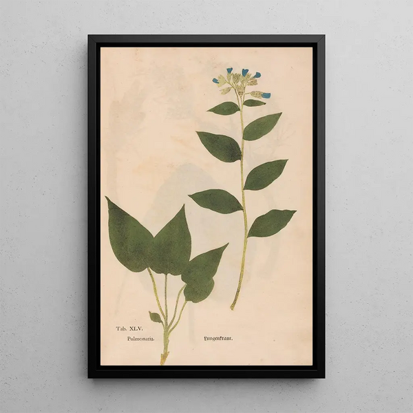 Reprodukcja obrazu Ectypa vegetabilium Pl045 - Christian Gottlieb Ludwig