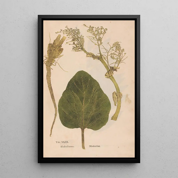 Ectypa vegetabilium Pl046 - Christian Gottlieb Ludwig — oprawiony obraz na ścianie