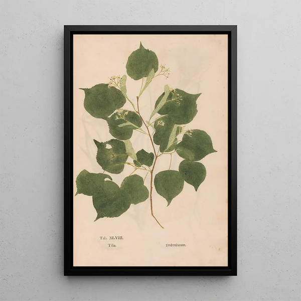 Ectypa vegetabilium Pl048 - Christian Gottlieb Ludwig — oprawiony obraz na ścianie