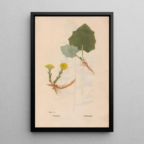 Ectypa vegetabilium Pl050 - Christian Gottlieb Ludwig — oprawiony obraz na ścianie