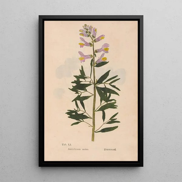 Reprodukcja obrazu Ectypa vegetabilium Pl051 - Christian Gottlieb Ludwig