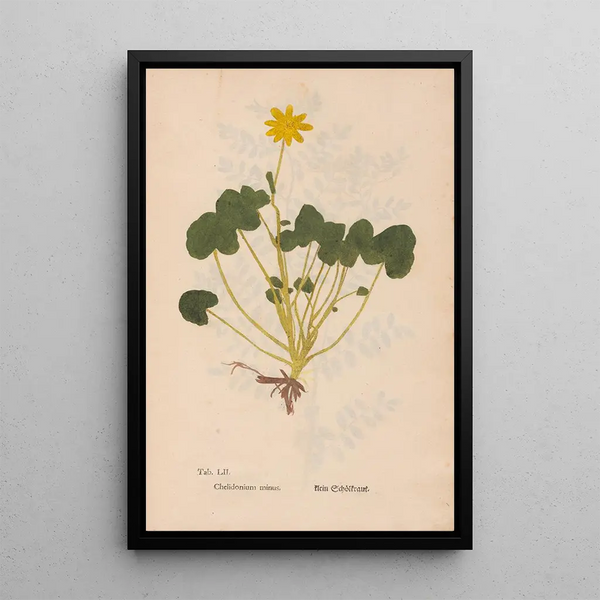 Ectypa vegetabilium Pl052 - Christian Gottlieb Ludwig — oprawiony obraz na ścianie