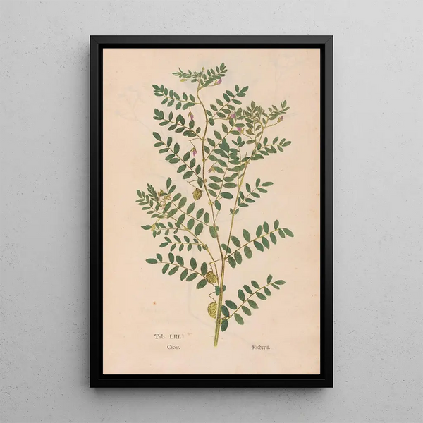 Reprodukcja obrazu Ectypa vegetabilium Pl053 - Christian Gottlieb Ludwig