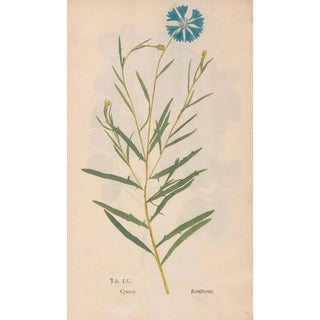 Christian Gottlieb Ludwig - Ectypa vegetabilium Pl055.webp